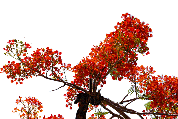 img 0003 vector hoa phuong innhanmac img