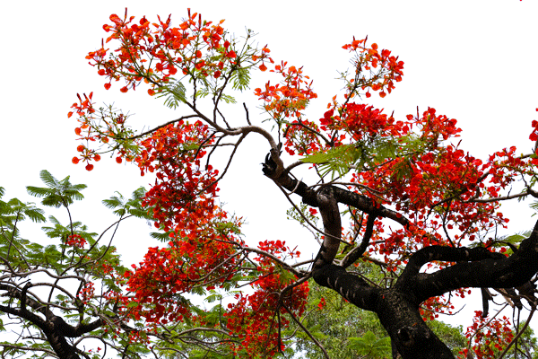 img 0004 vector hoa phuong innhanmac img