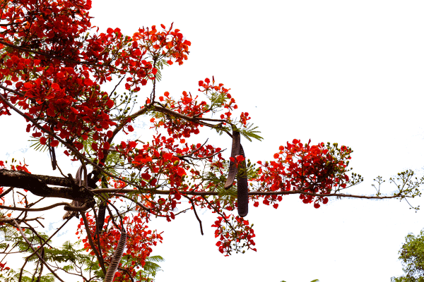 img 0005 vector hoa phuong innhanmac img