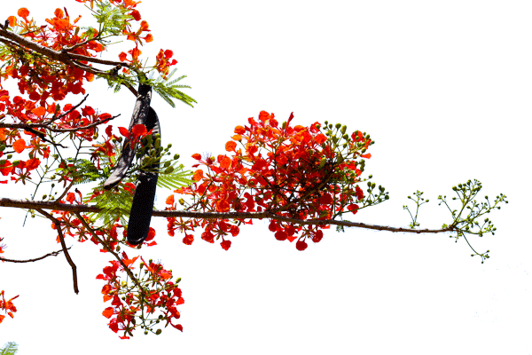 img 0006 vector hoa phuong innhanmac img