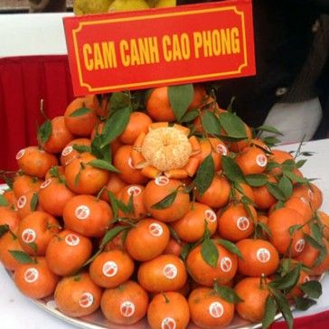 nhãn mác dán cam Cao Phong Hòa Bình