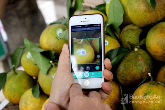 nhãn mác dán cam Vinh Nghệ An