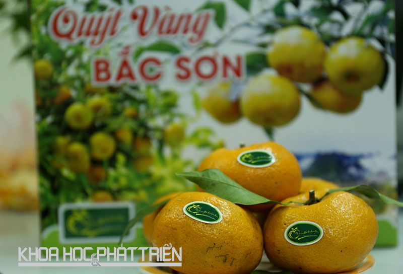 nhãn dán quýt Lạng Sơn