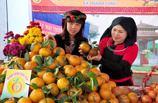 tem nhãn dán cam Hàm Yên Tuyên Quang